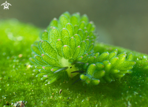 A Costasiella sp | Shaun the sheep