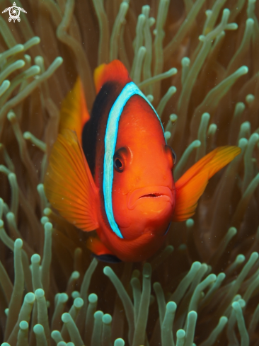 A Anemone Fish