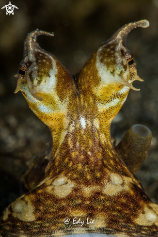 A Mimic Octopus