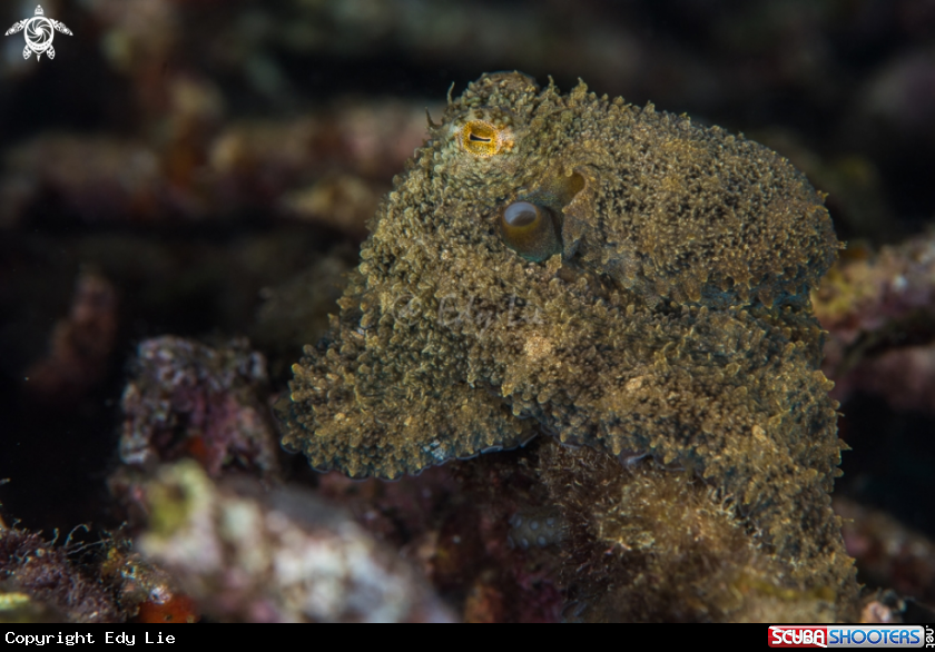 A Algae Octopus