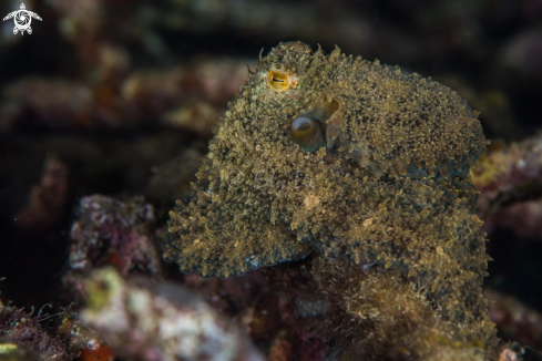 A Algae Octopus