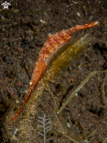 A Ocellated Tozeuma Shrimp