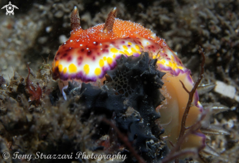 A Goniobranchus collingwoodi | Collingwood's Chromodorid