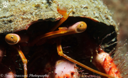 A Dardanus lagopodes | Red Hairy Hermit Crab