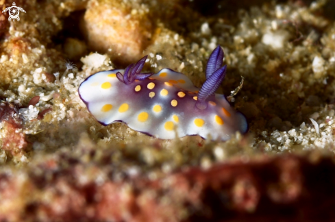 A Chromodoris hintuanensis | Chromodoris hintuanensis