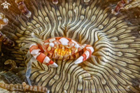A Lissocarcinus laevis | Porzellan Crab