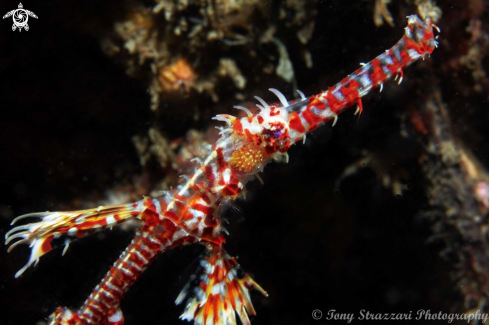 A Solenostomus paradoxus | Ornate Ghostpipefish