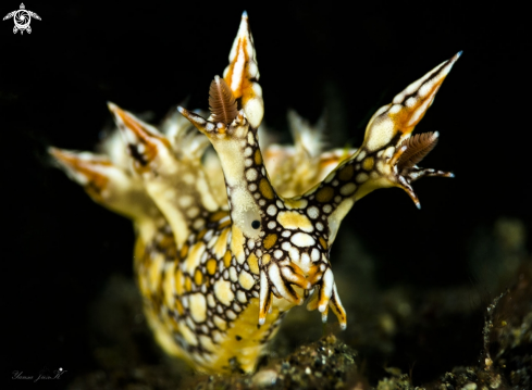 A Bornella angulla | Bornella