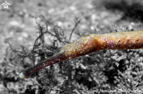 A Bendstick Pipefish