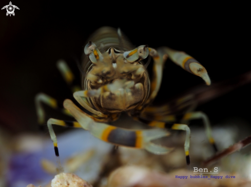 A Gnathophyllum americanum | Bumblebee shrimp