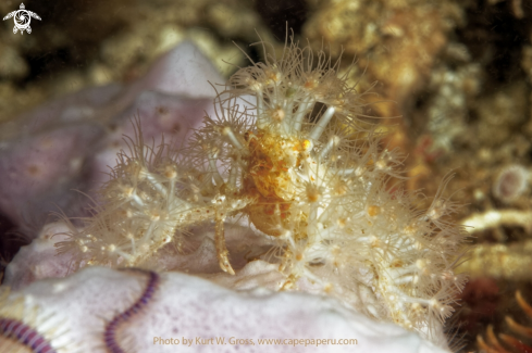 A Achaeus spinosus | Spider Carb