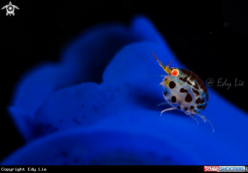 A Ladybug 