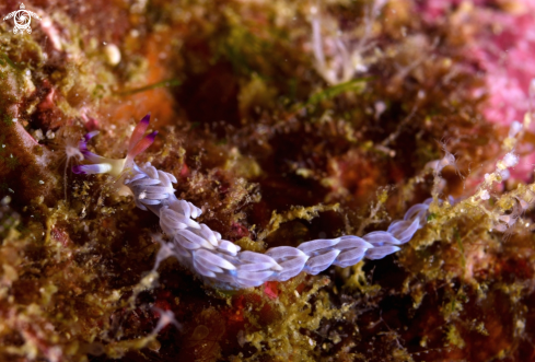 A Pteraeolidia ianthina | Pteraeolidia ianthina