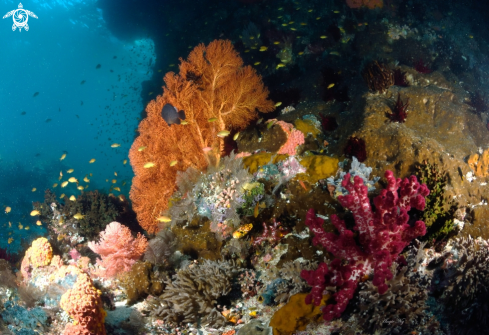 A Sea fan