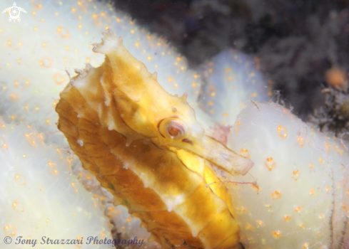 A Hippocampus whitei | White's seahorse