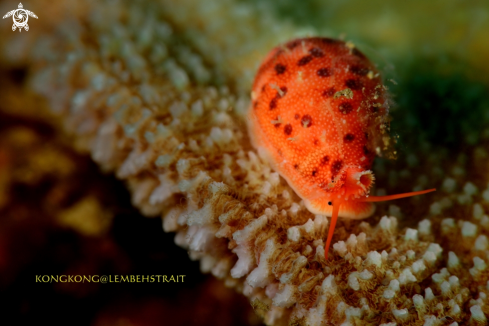 A Cowrie