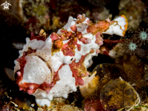 A Frogfish