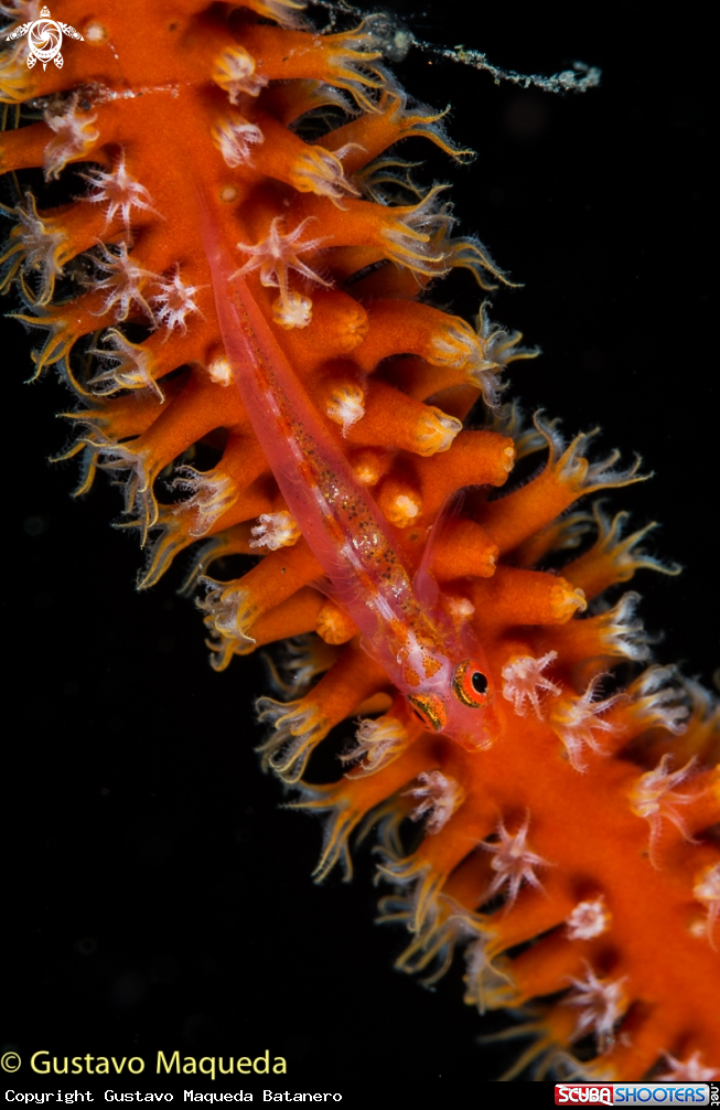 A Coral goby