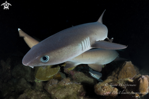 A Whitetip Reef Shark