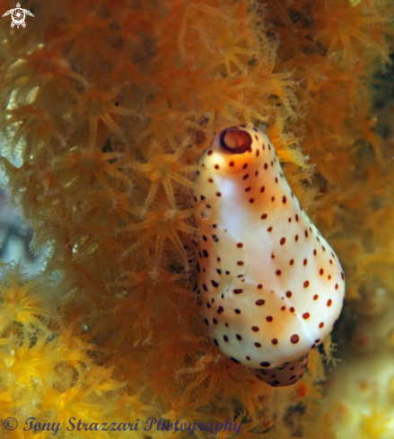 A Cuspivolva draperi  | Drapers egg cowry