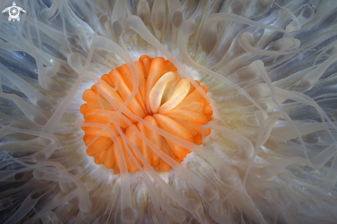 A Anemone