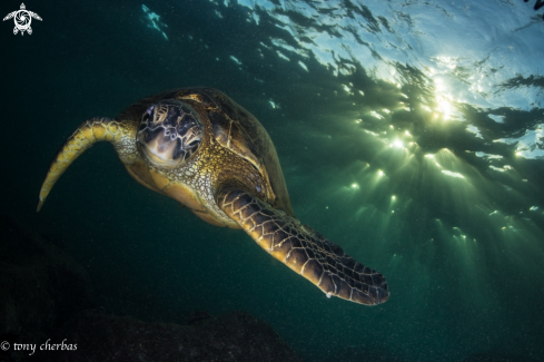 Green Sea Turtle 