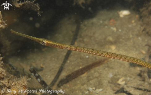 A Stimatopora nigra  | Wide-bodied Pipefish