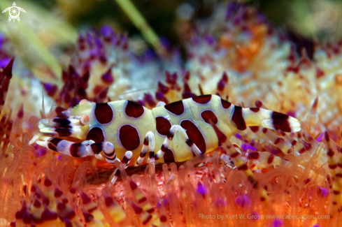 A Periclimenes coleman | Coleman shrimp