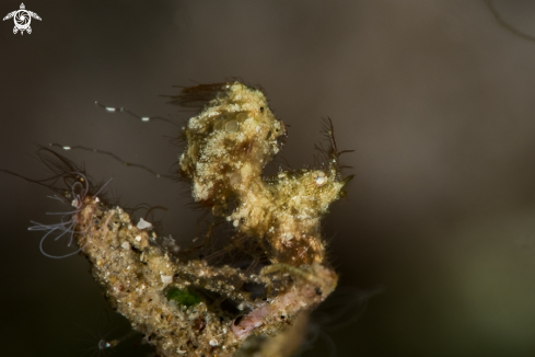 A Hairy Shrimp 