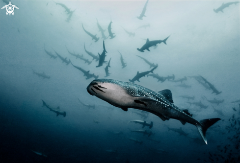 Whale shark & hammerhead sharks