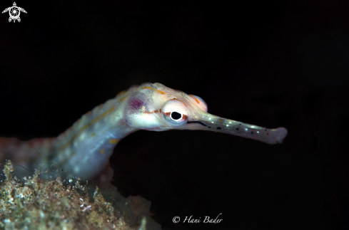 A pipefish