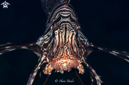 A lionfish