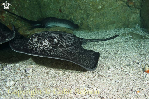 A stingray