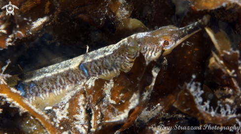 A Filicampus tigris | Tiger pipefish