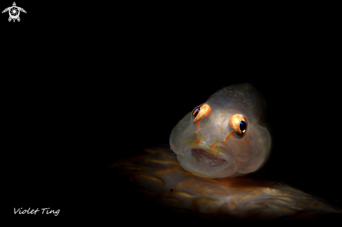 Soft Coral Goby