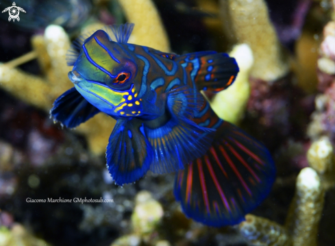 A Mandarin Fish