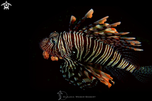 A lionfish