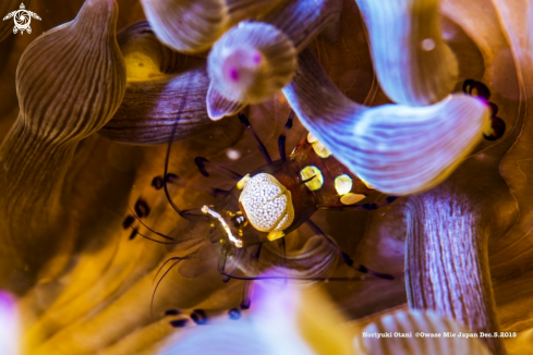 A anemone shrimp