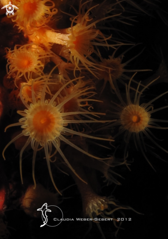 A Zoanthidea | yellow sun-anemone