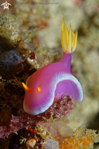 A Hypselodoris apolegma | Nudibranche