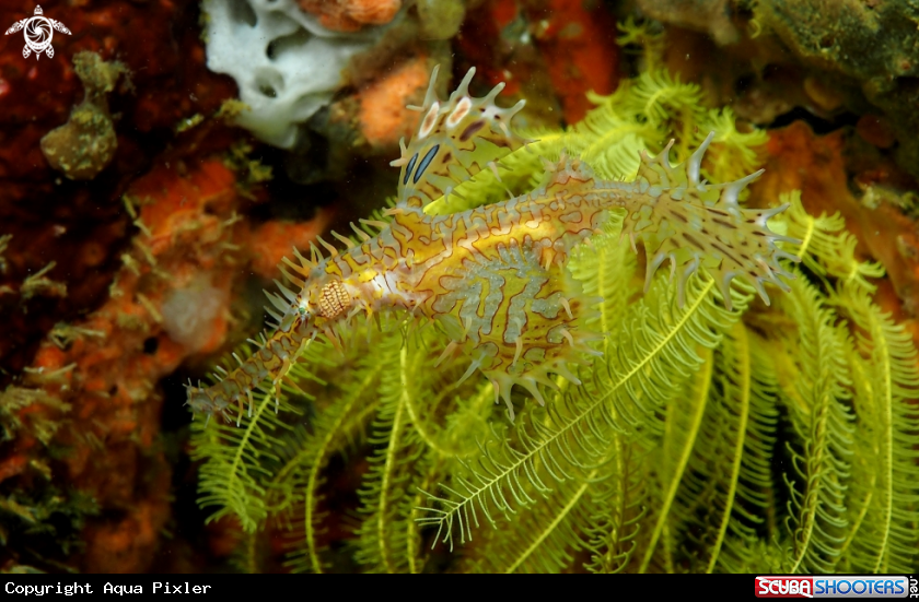 A Ornate Ghost Pipefish with Egg