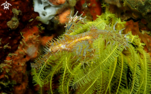 A Ornate Ghost Pipefish with Egg