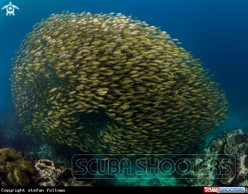 A Oxeye Scad