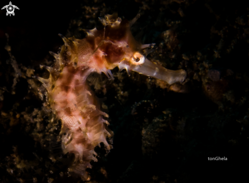 A Hippocampus histrix | Thorny Seahorse