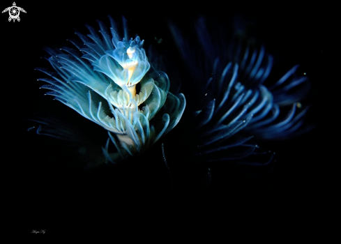 A Christmas tree worm