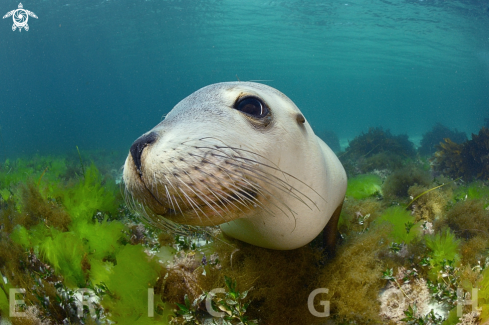 Australian Sea lion