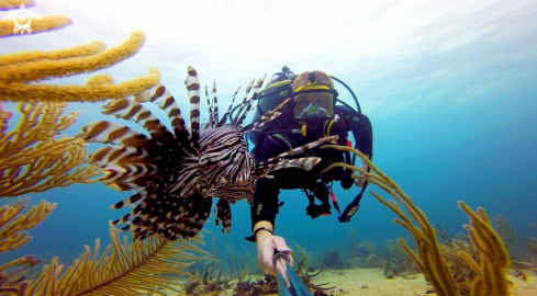 A Lion Fish