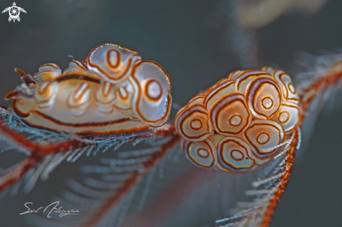 Nudibranch