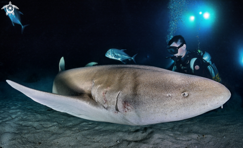 A Nurse shark