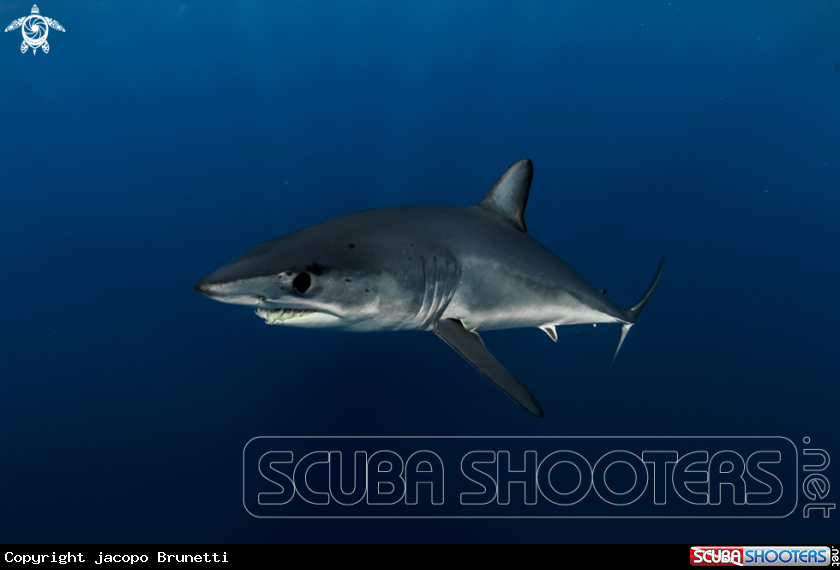 A Mako shark